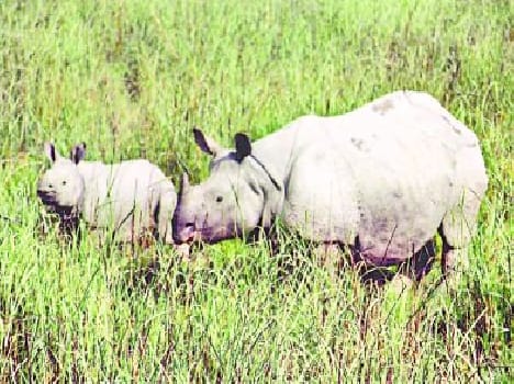 Rehabilitation of rhinos in Jtpura sought
